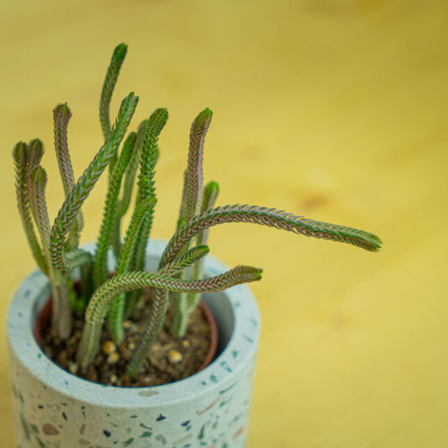 Mała Szklarnia Mała Szklarnia