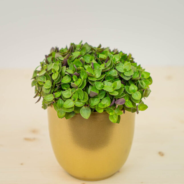 Mała Szklarnia Mała Szklarnia