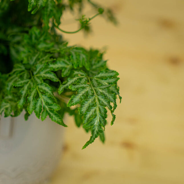 Mała Szklarnia Mała Szklarnia