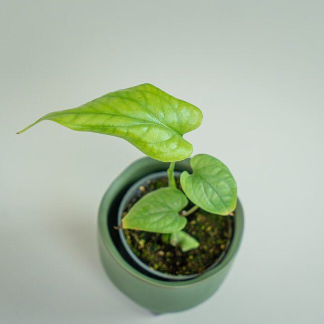 Mała Szklarnia Mała Szklarnia