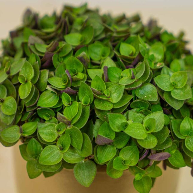 Mała Szklarnia Mała Szklarnia