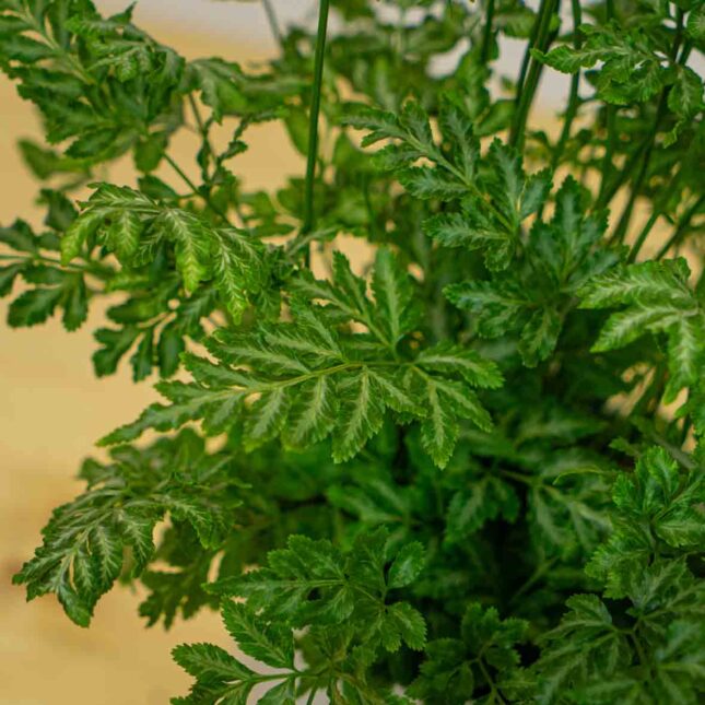 Mała Szklarnia Mała Szklarnia