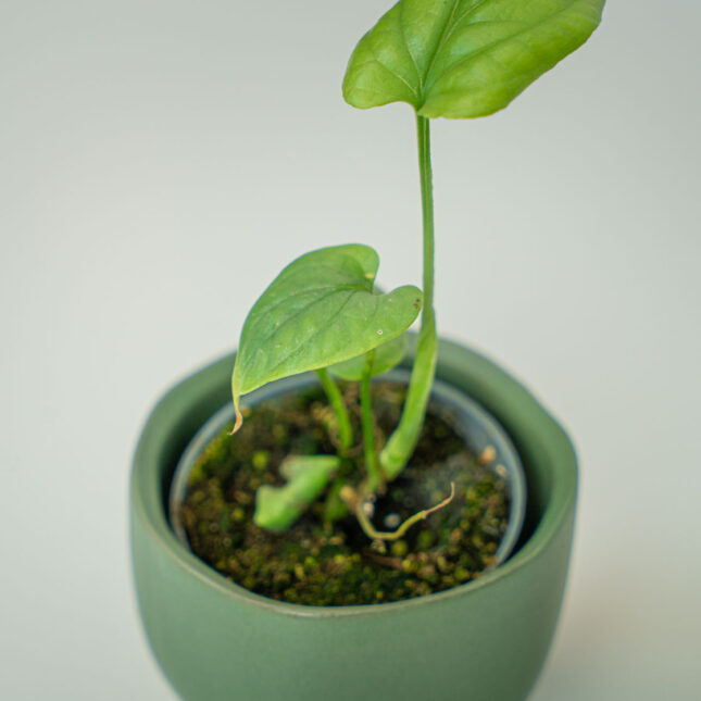 Mała Szklarnia Mała Szklarnia