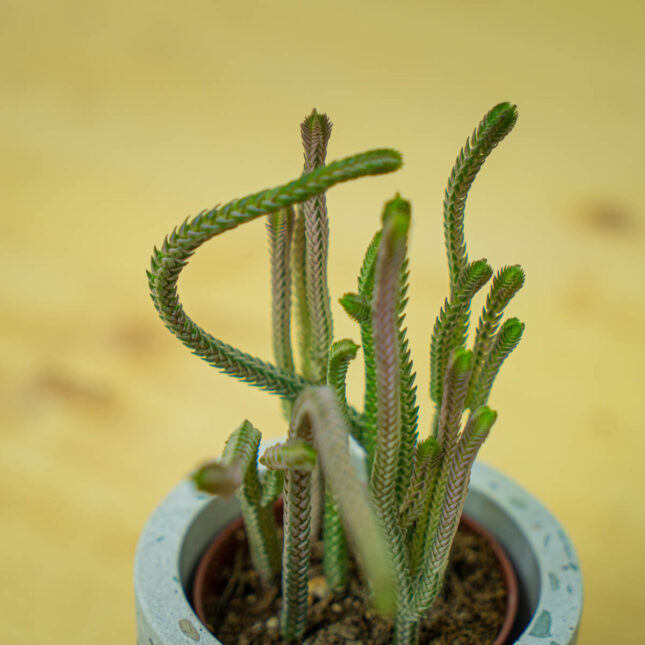 Mała Szklarnia Mała Szklarnia