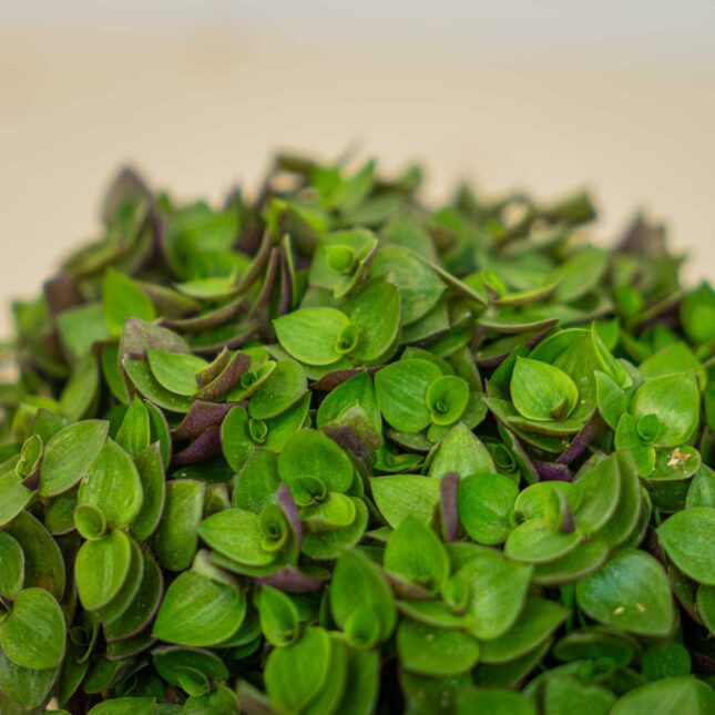 Mała Szklarnia Mała Szklarnia