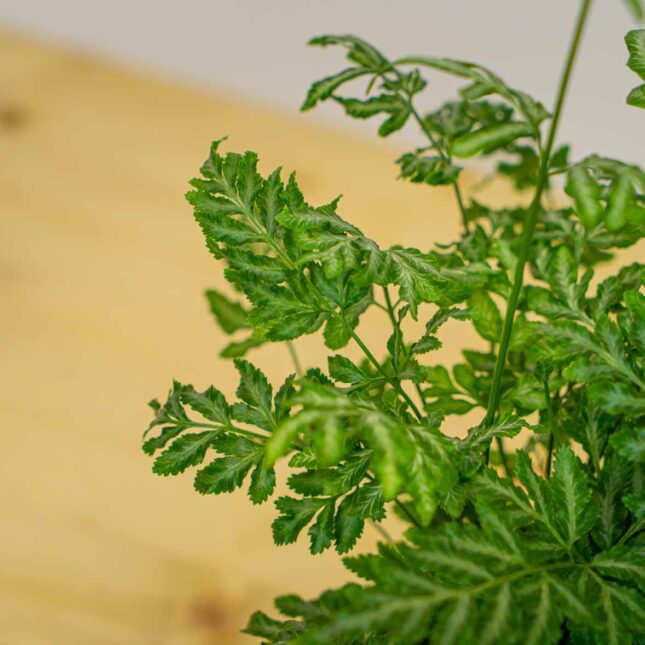 Mała Szklarnia Mała Szklarnia