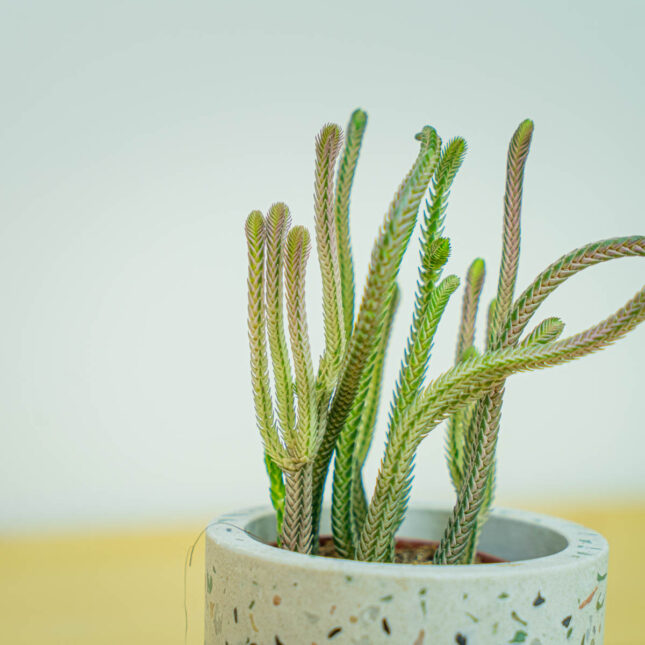 Mała Szklarnia Mała Szklarnia