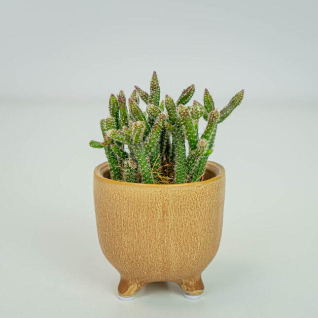 Mała Szklarnia Mała Szklarnia