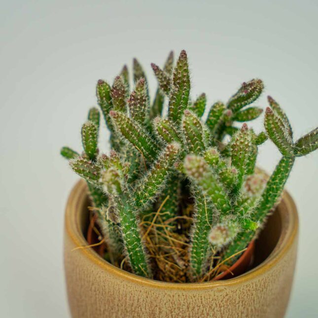 Mała Szklarnia Mała Szklarnia