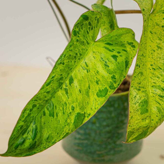 Mała Szklarnia Mała Szklarnia