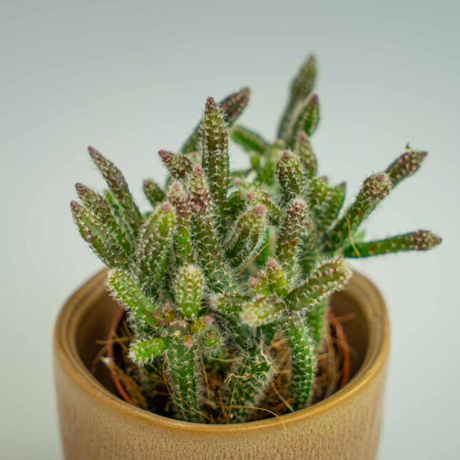 Mała Szklarnia Mała Szklarnia