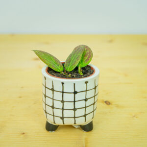 Hoya fitchii baby
