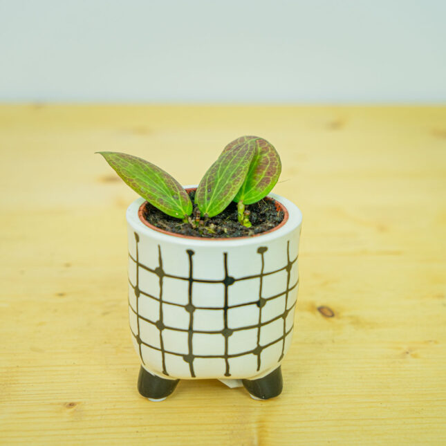 Hoya fitchii baby