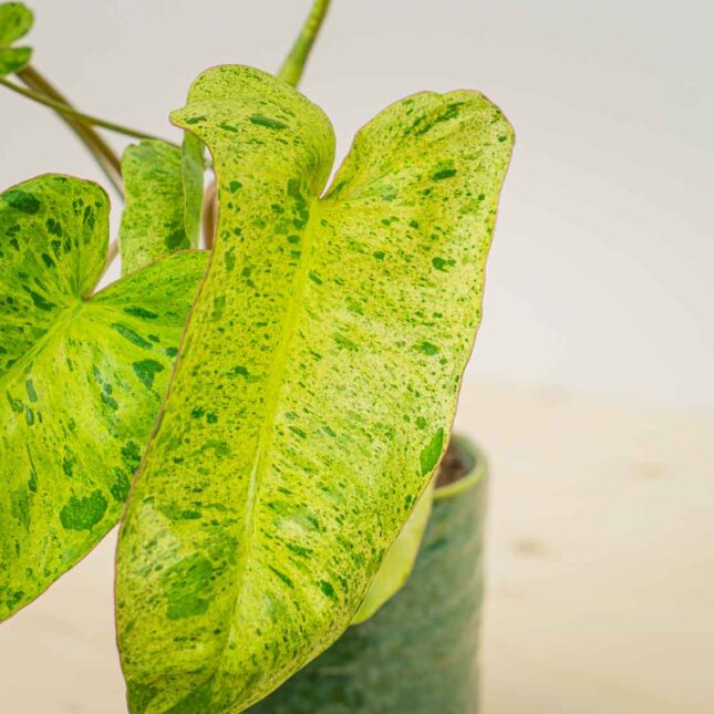 Mała Szklarnia Mała Szklarnia