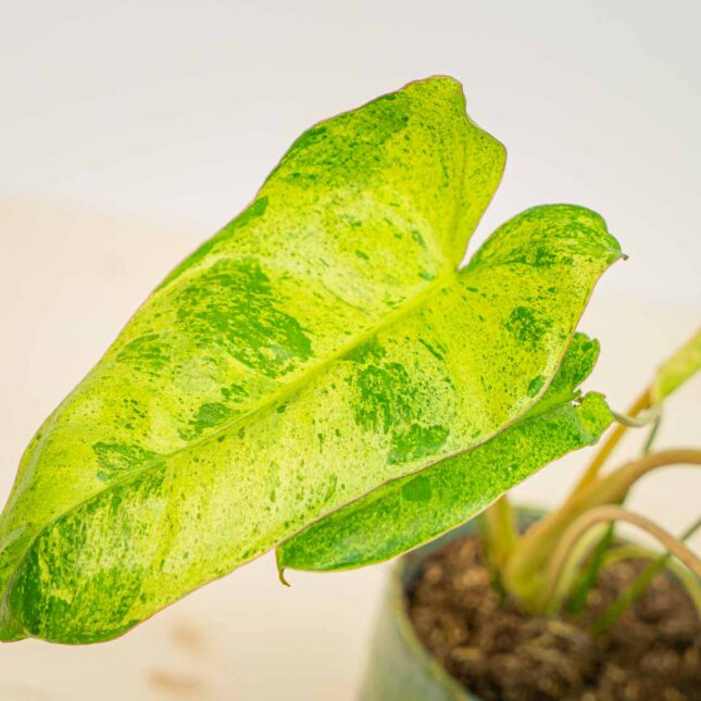 Mała Szklarnia Mała Szklarnia