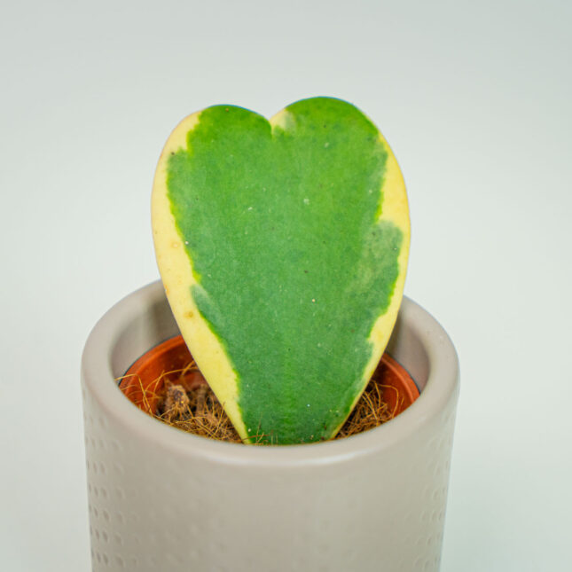 Mała Szklarnia Mała Szklarnia