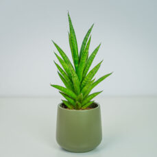Sansevieria spiky