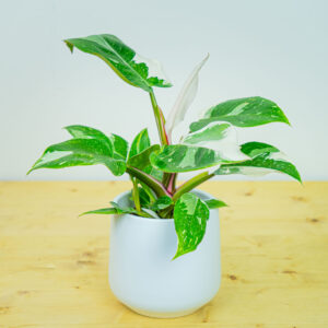 Philodendron white princess