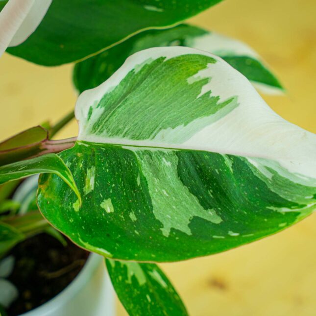 Mała Szklarnia Mała Szklarnia