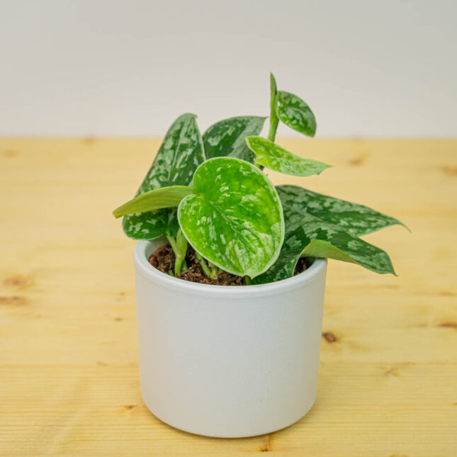 Mała Szklarnia Mała Szklarnia