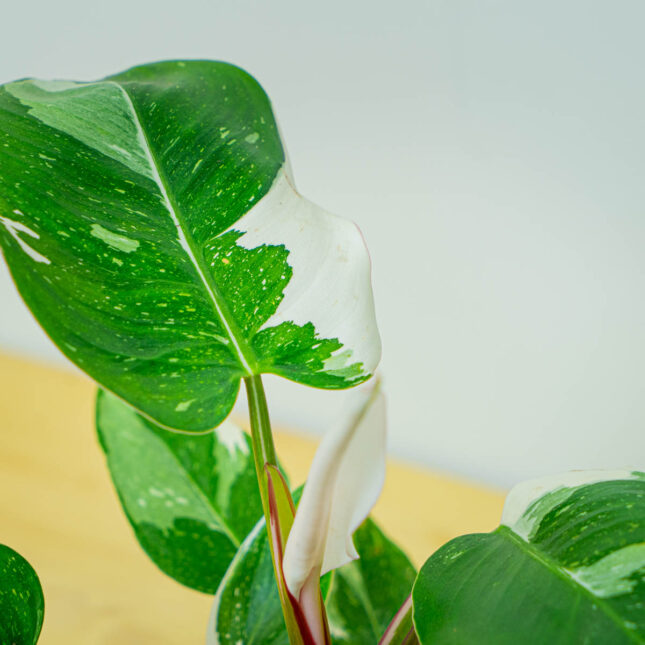 Mała Szklarnia Mała Szklarnia