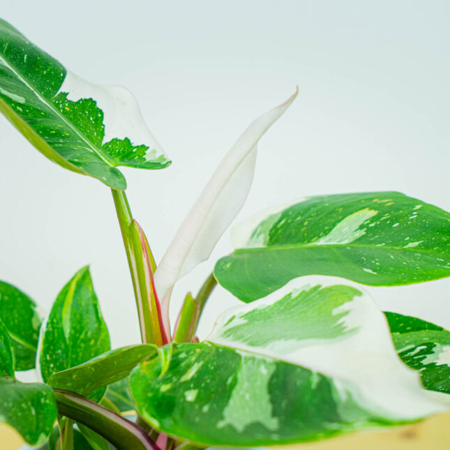 Mała Szklarnia Mała Szklarnia