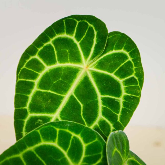 Mała Szklarnia Mała Szklarnia