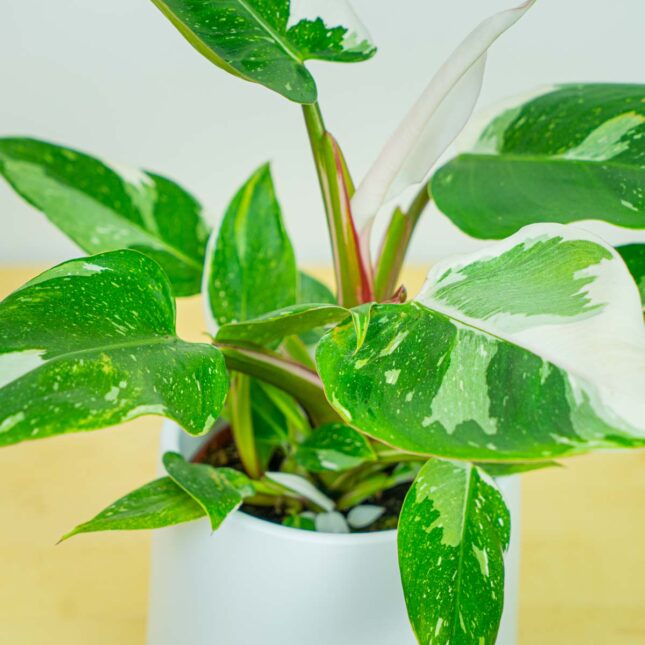 Mała Szklarnia Mała Szklarnia