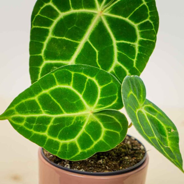 Mała Szklarnia Mała Szklarnia