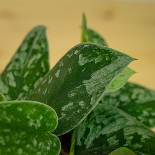 Mała Szklarnia Mała Szklarnia