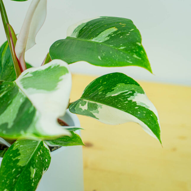 Mała Szklarnia Mała Szklarnia