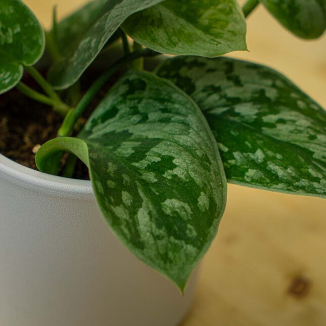 Mała Szklarnia Mała Szklarnia