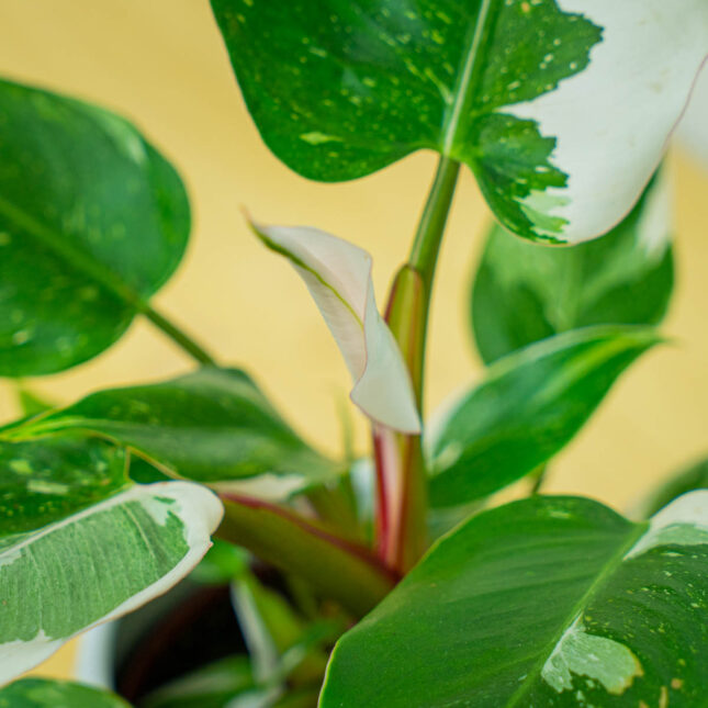 Mała Szklarnia Mała Szklarnia