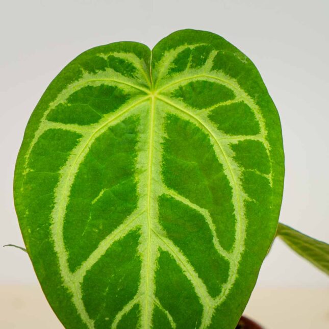 Mała Szklarnia Mała Szklarnia