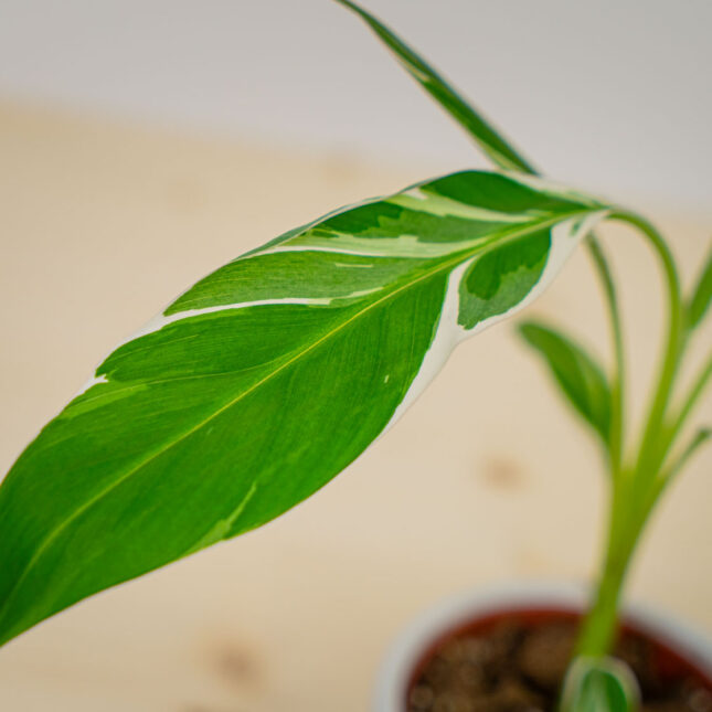 Mała Szklarnia Mała Szklarnia