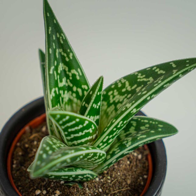 Mała Szklarnia Mała Szklarnia