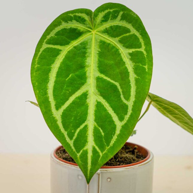 Mała Szklarnia Mała Szklarnia