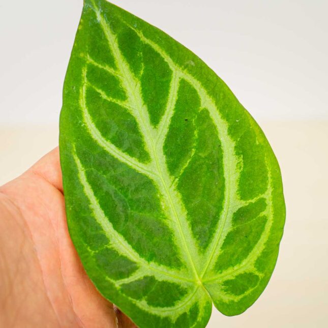 Mała Szklarnia Mała Szklarnia