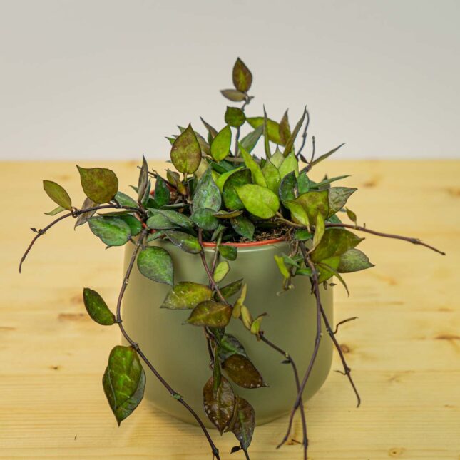 Mała Szklarnia Mała Szklarnia