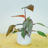 Philodendron pink princess