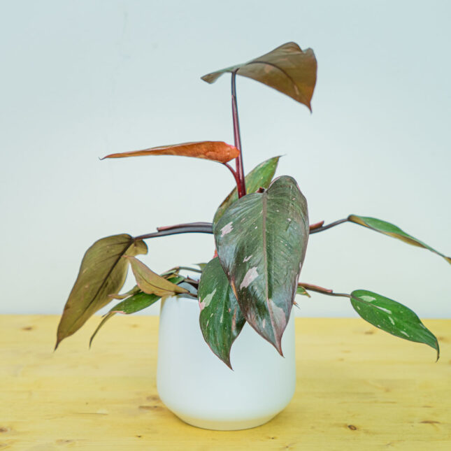 Philodendron pink princess Philodendron pink princess