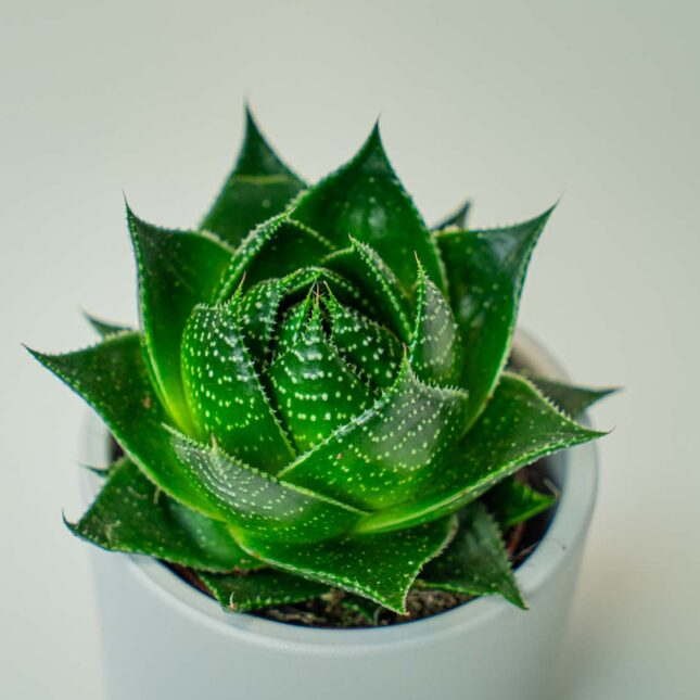 Mała Szklarnia Mała Szklarnia