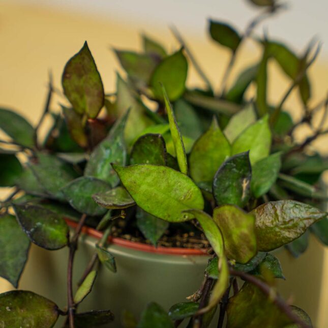 Mała Szklarnia Mała Szklarnia