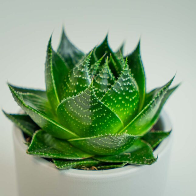 Mała Szklarnia Mała Szklarnia