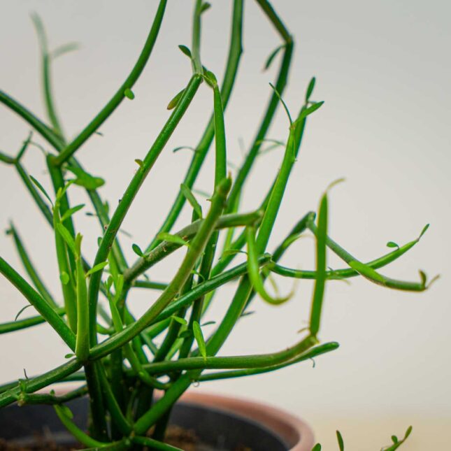 Mała Szklarnia Mała Szklarnia