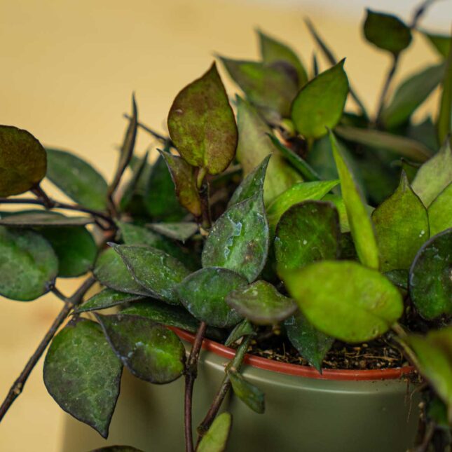 Mała Szklarnia Mała Szklarnia