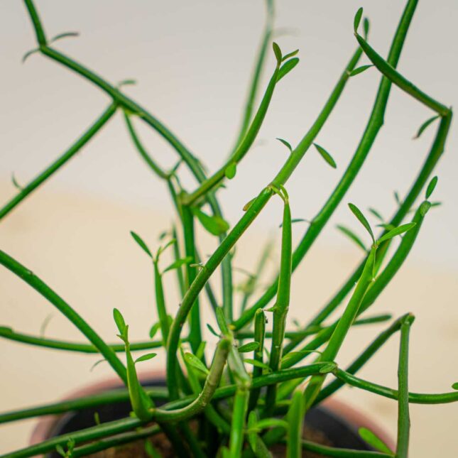 Mała Szklarnia Mała Szklarnia