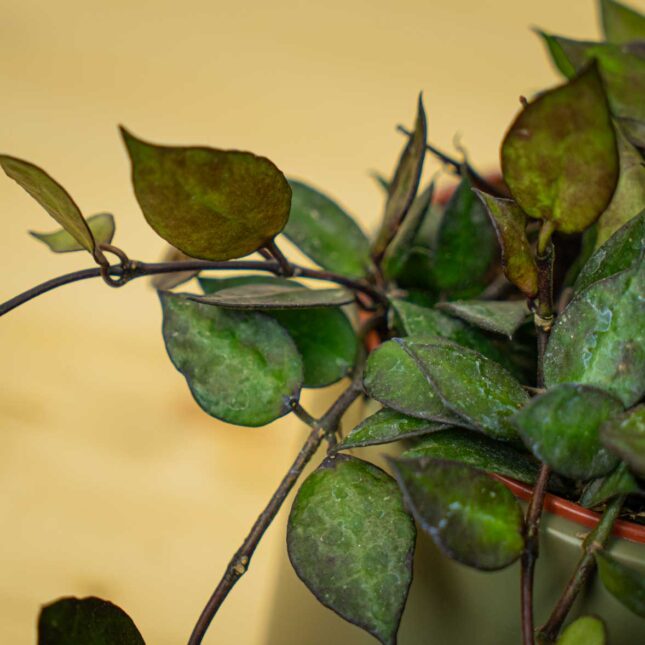 Mała Szklarnia Mała Szklarnia