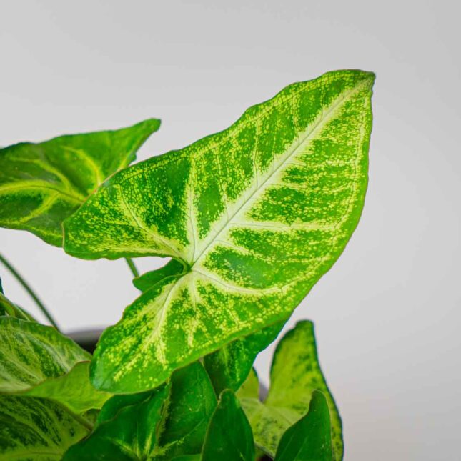 Mała Szklarnia Mała Szklarnia