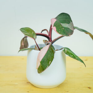 Philodendron pink princess